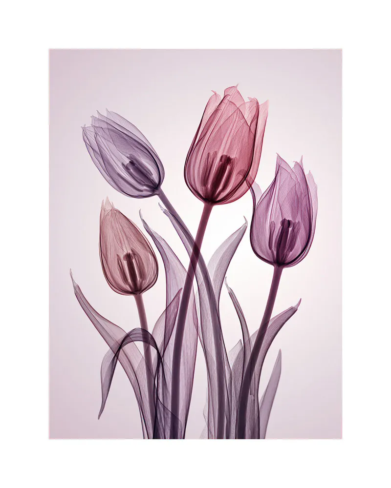 チューリップ Genus Tulipa by Hugh Turvey