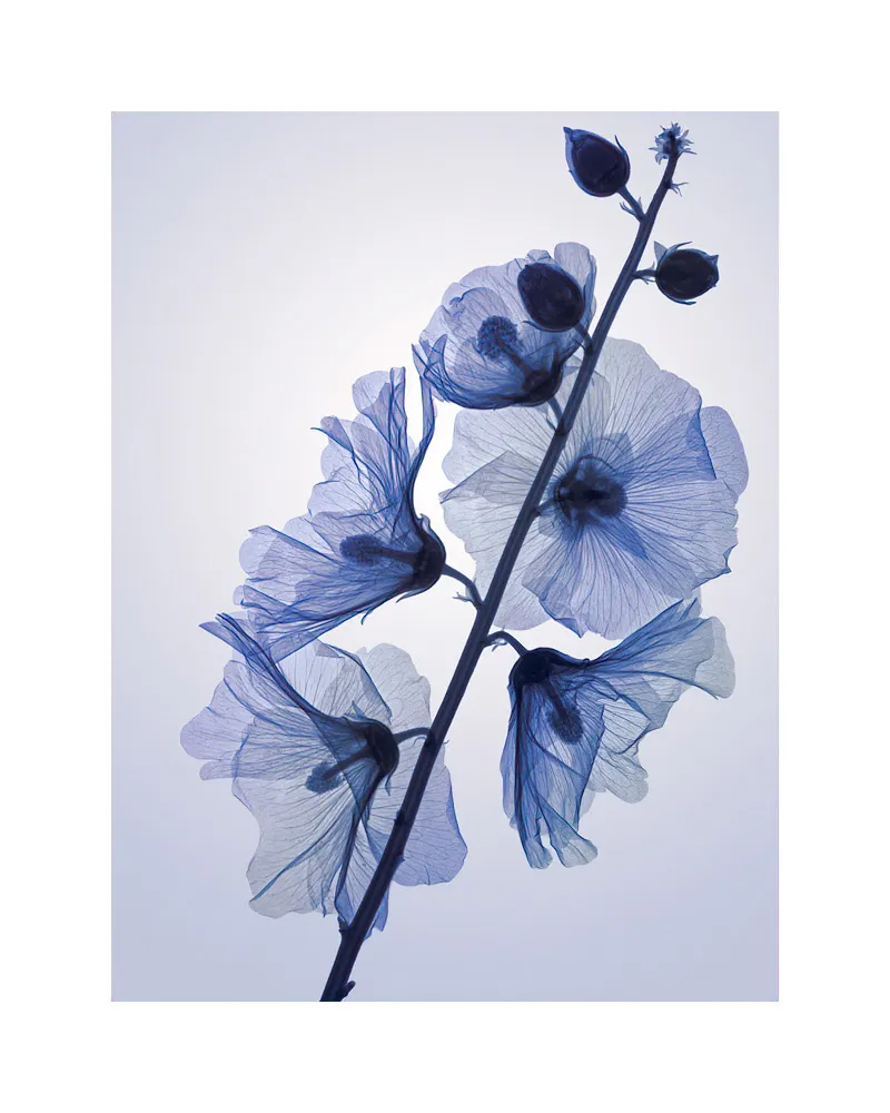 葵 Genus Alcea by Hugh Turvey