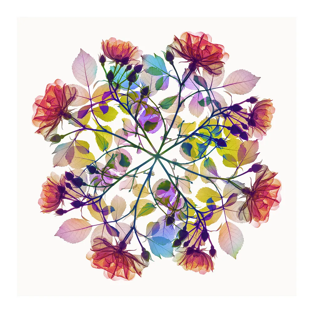 Polychromatic Fiori – Rose IV by Hugh Turvey