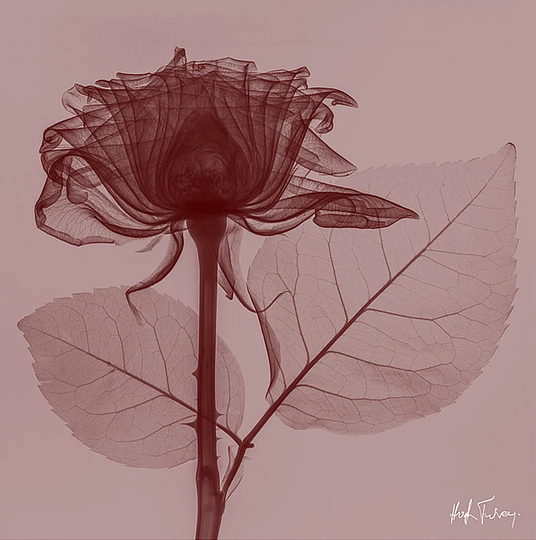 Red Rose by Hugh Turvey