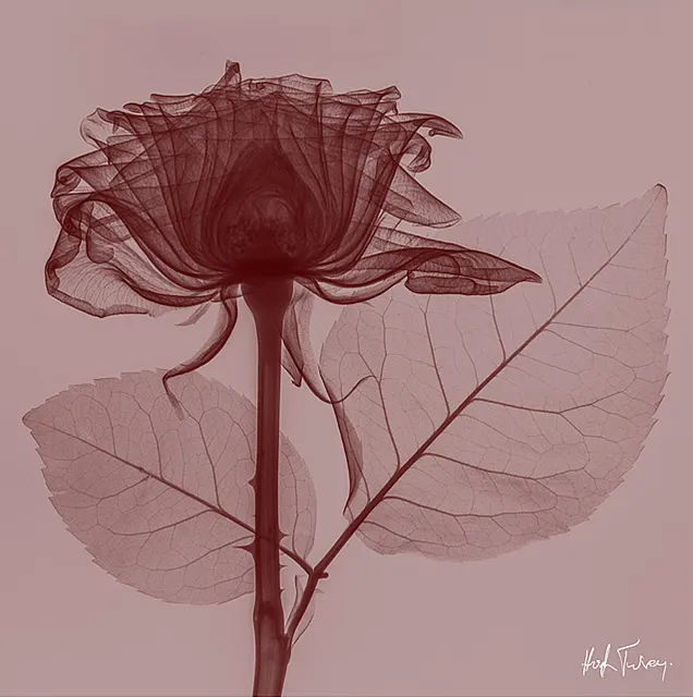 Red Rose by Hugh Turvey