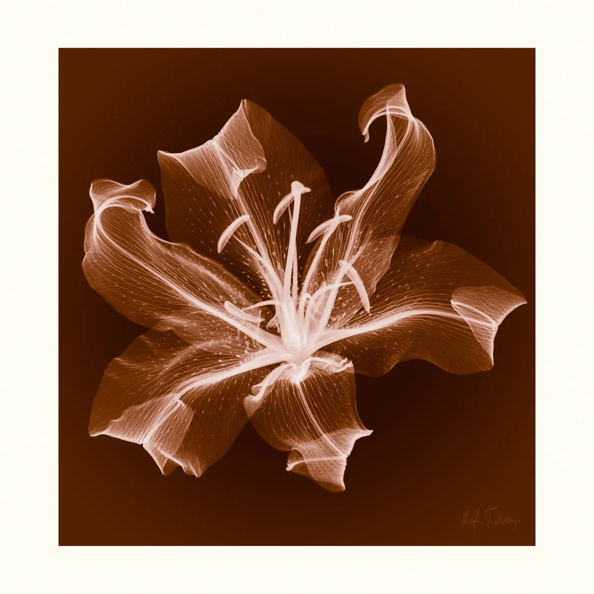 Layne’s Lily by Hugh Turvey