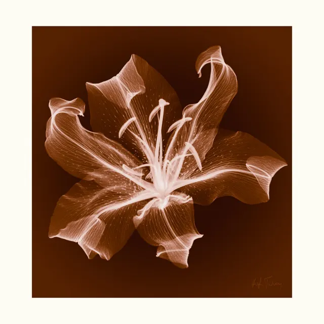 Layne’s Lily by Hugh Turvey