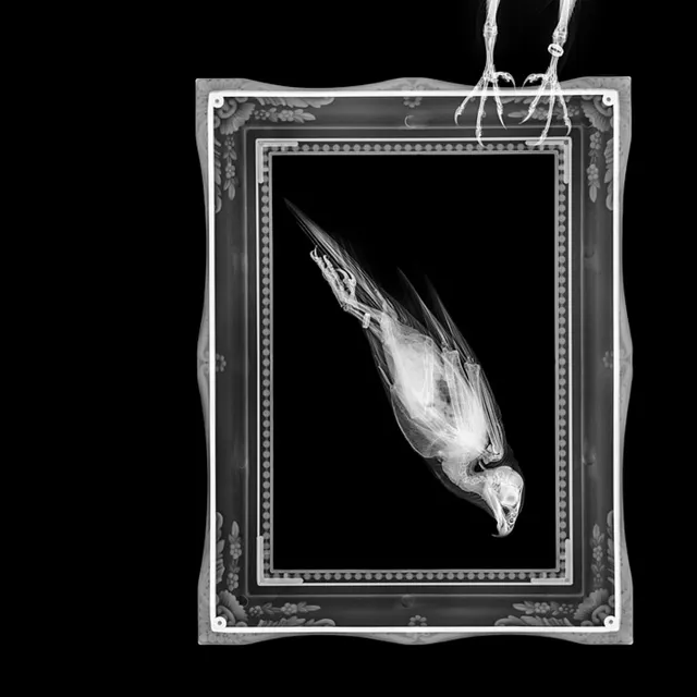 The Fastest Sagittal by Hugh Turvey