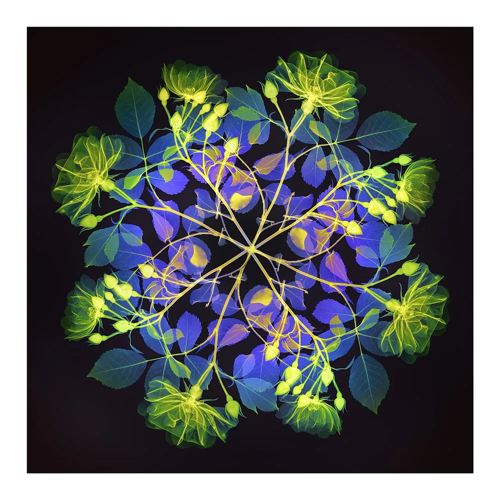 Polychromatic Fiori – Rose II by Hugh Turvey