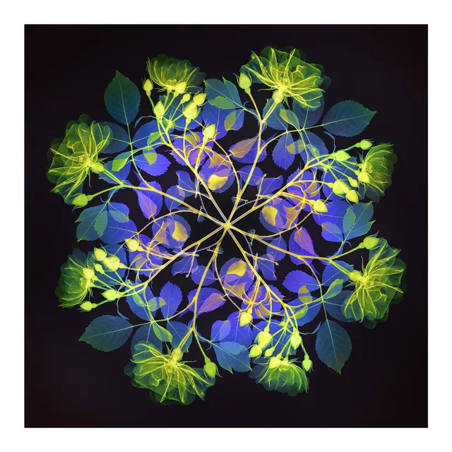 Polychromatic Fiori – Rose II by Hugh Turvey