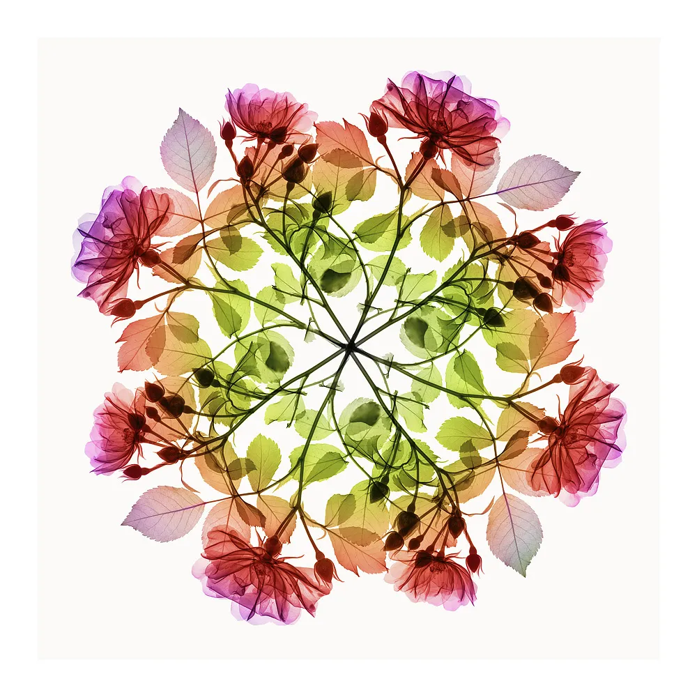 Polychromatic Fiori – Rose III by Hugh Turvey