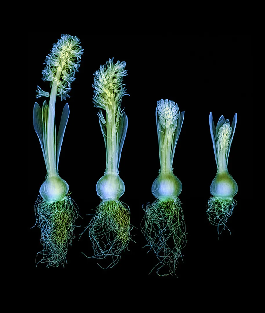 Hyacinth Sequence on Black by Hugh Turvey