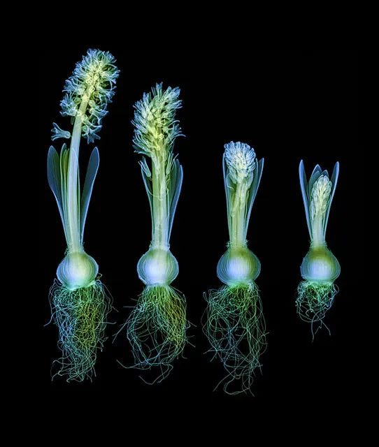 Hyacinth Sequence on Black by Hugh Turvey