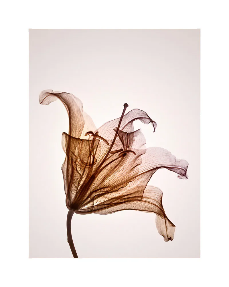萓  Genus Hermerocallis by Hugh Turvey